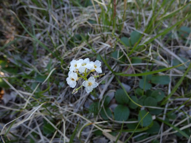 Richardson's Bittercress photo 7