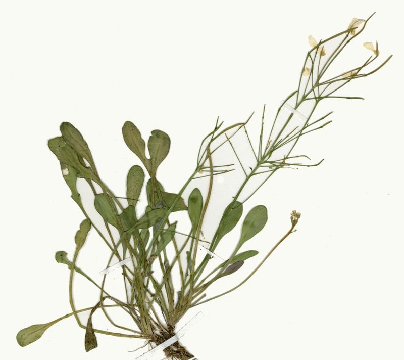 Cardamine dilatata