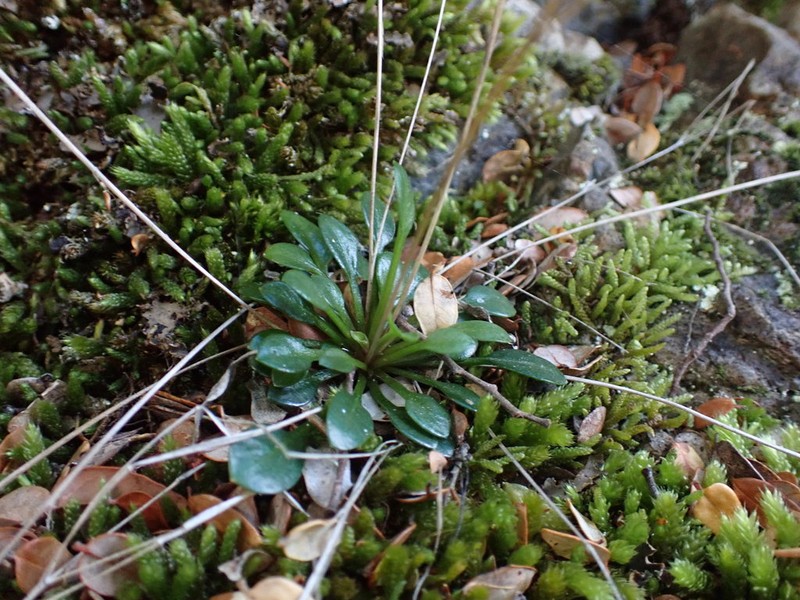 Cardamine dimidia photo 2