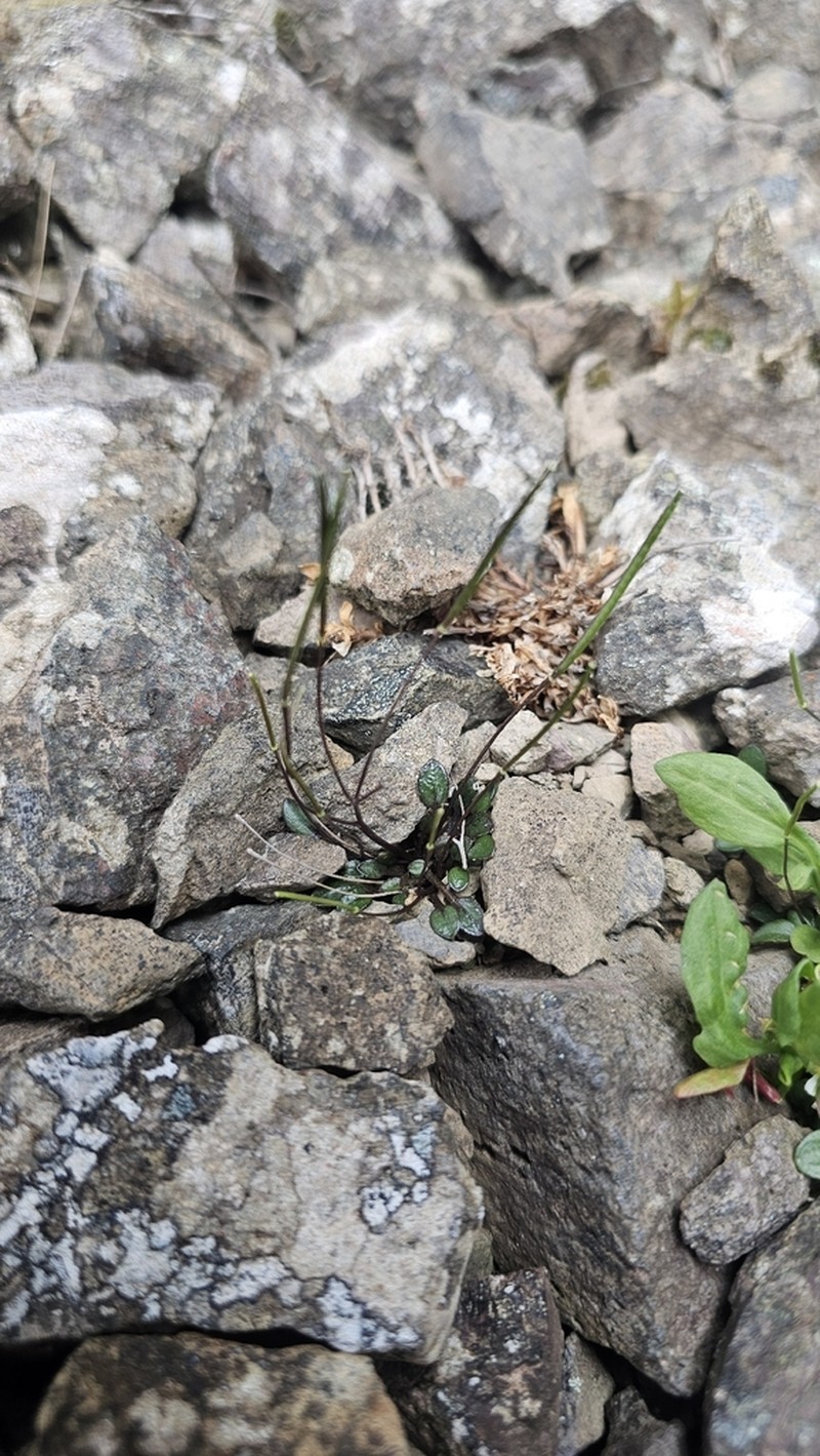 Cardamine dimidia photo 3