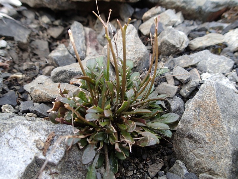 Cardamine dimidia photo 5
