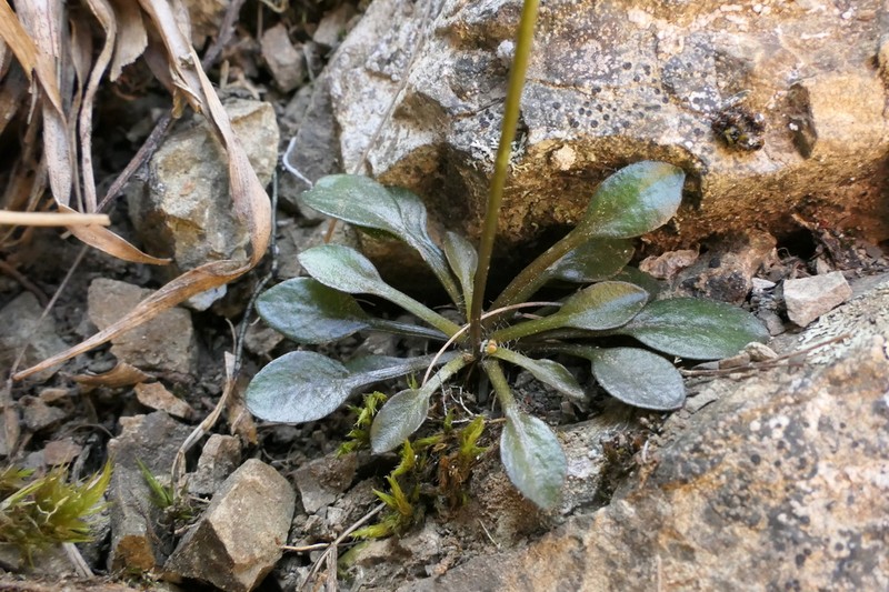 Cardamine dimidia photo 6