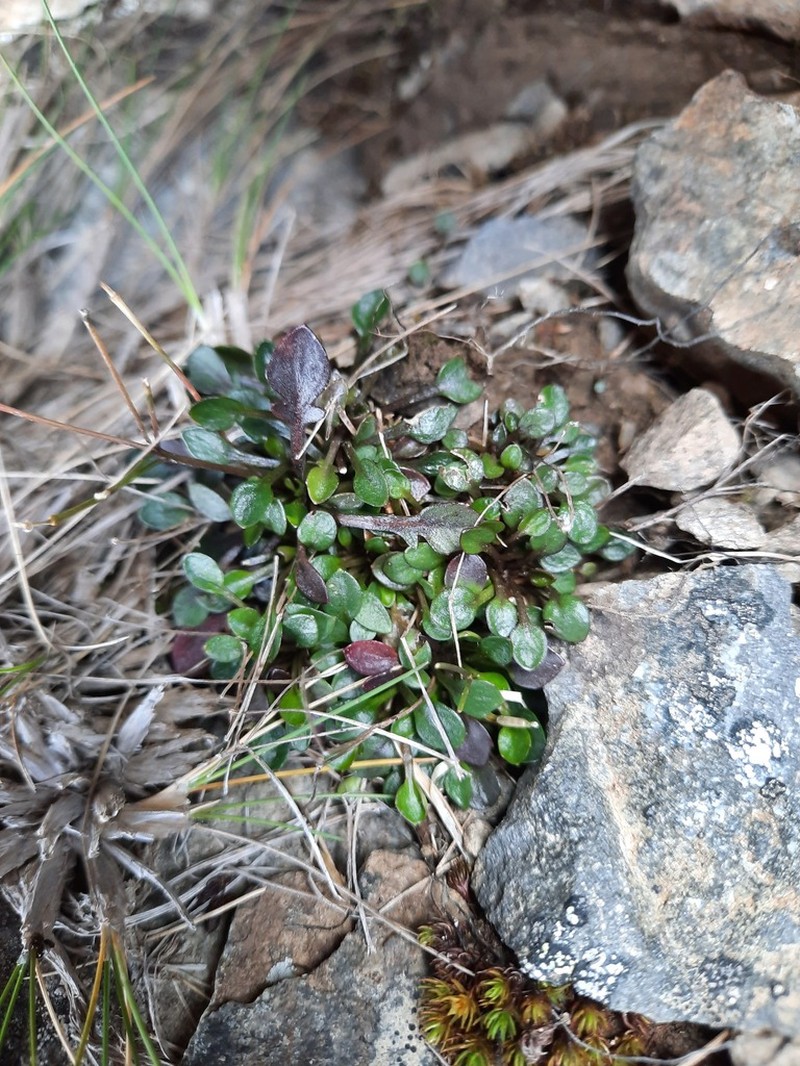 Cardamine dimidia photo 7
