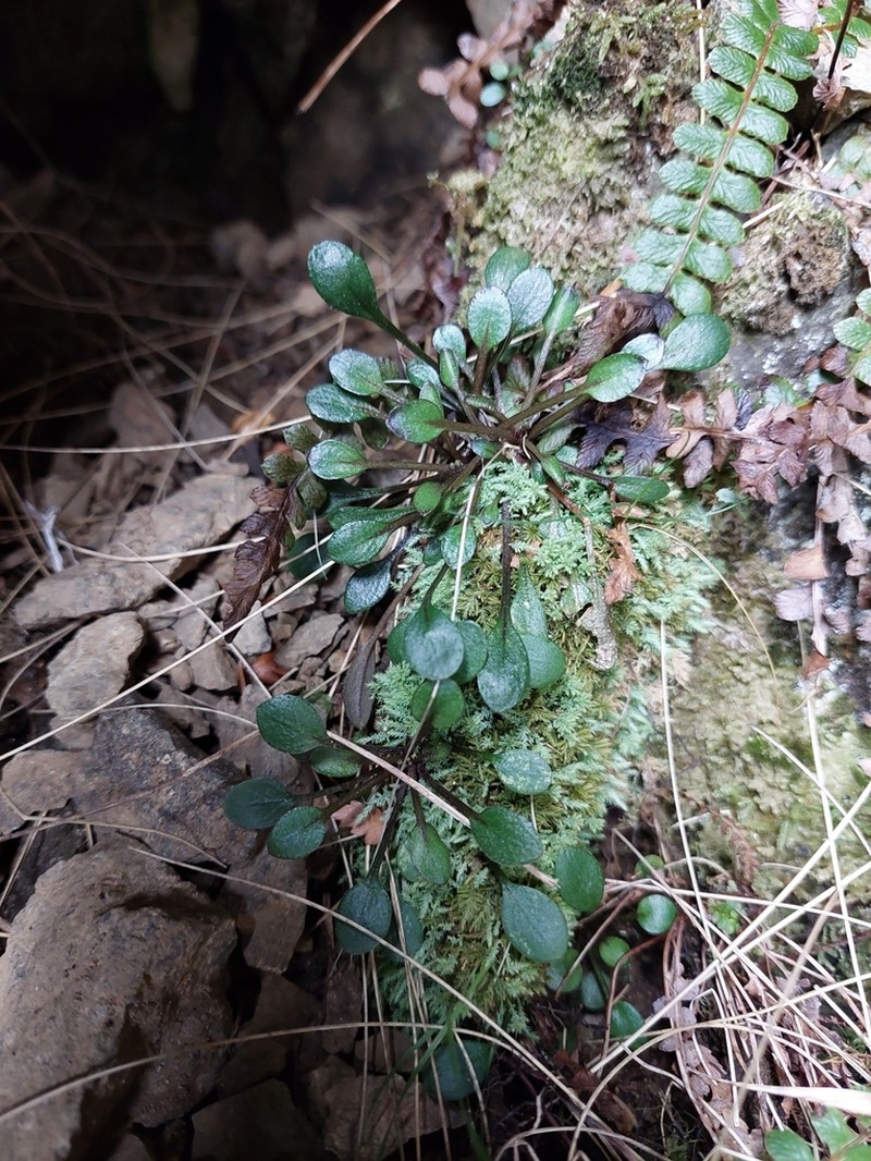 Cardamine dimidia photo 8