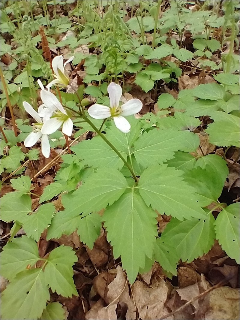 Crinkleroot photo 2