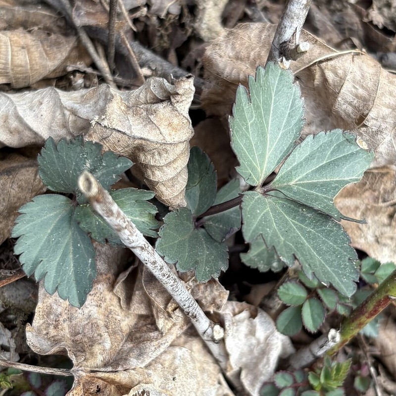 Crinkleroot photo 3