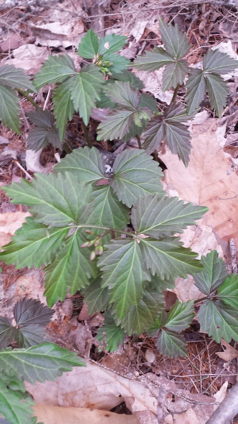 Crinkleroot photo 4