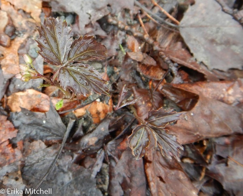 Crinkleroot photo 5