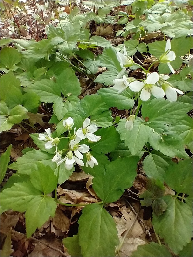 Crinkleroot photo 6