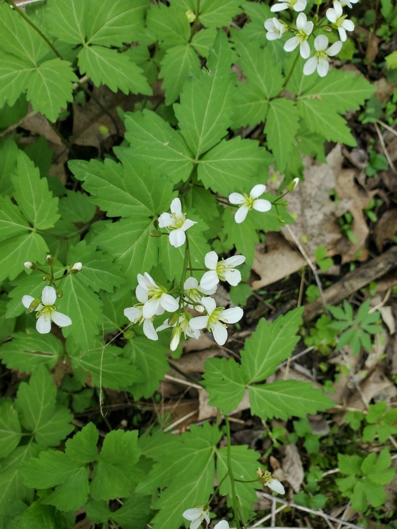 Crinkleroot photo 7