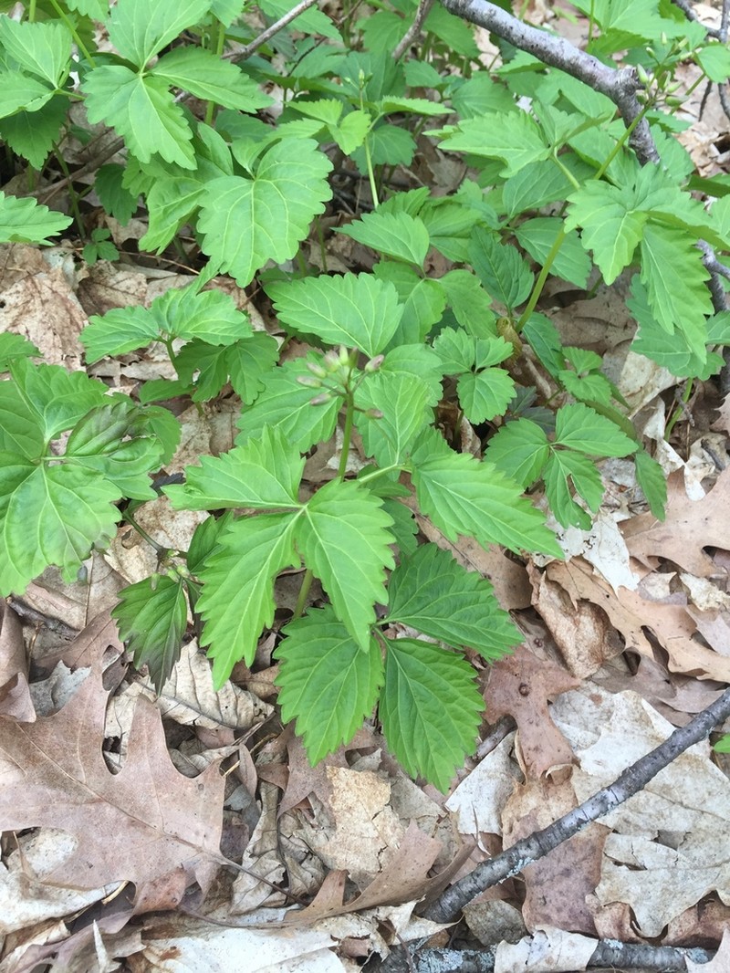 Crinkleroot photo 8