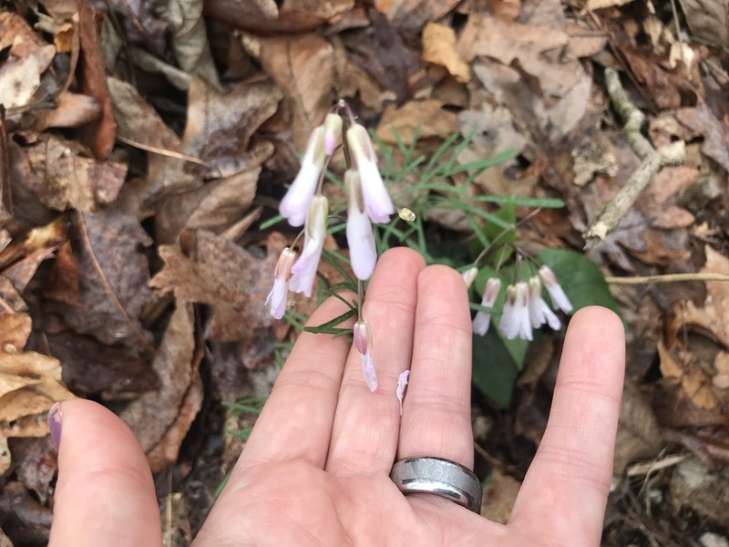Forkleaf Toothwort