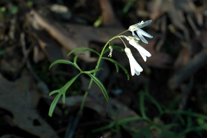 Forkleaf Toothwort photo 2