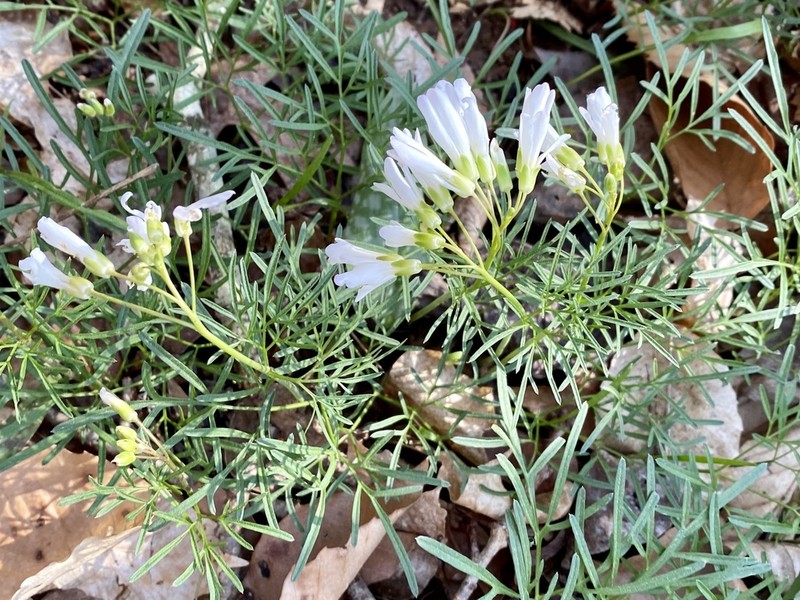 Forkleaf Toothwort photo 3