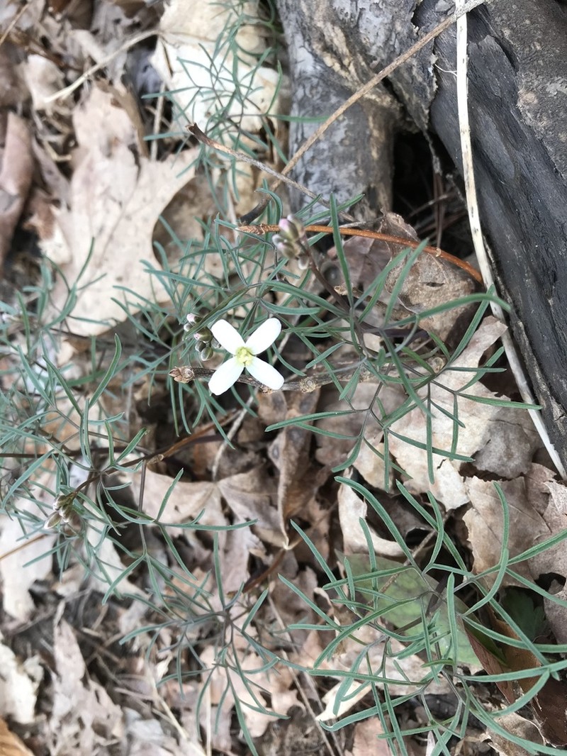 Forkleaf Toothwort photo 4