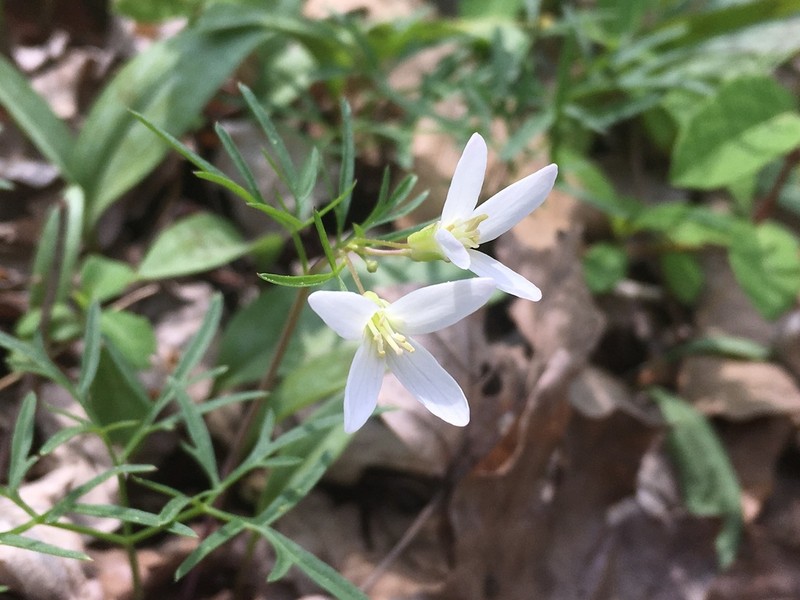 Forkleaf Toothwort photo 5