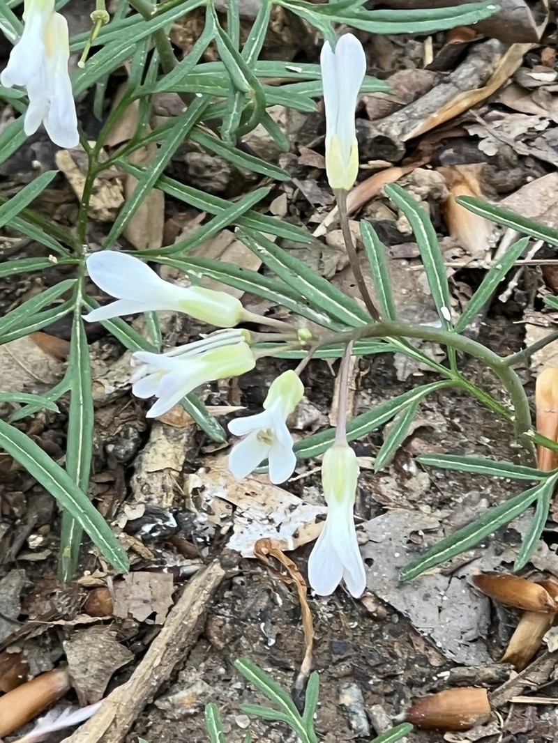 Forkleaf Toothwort photo 6