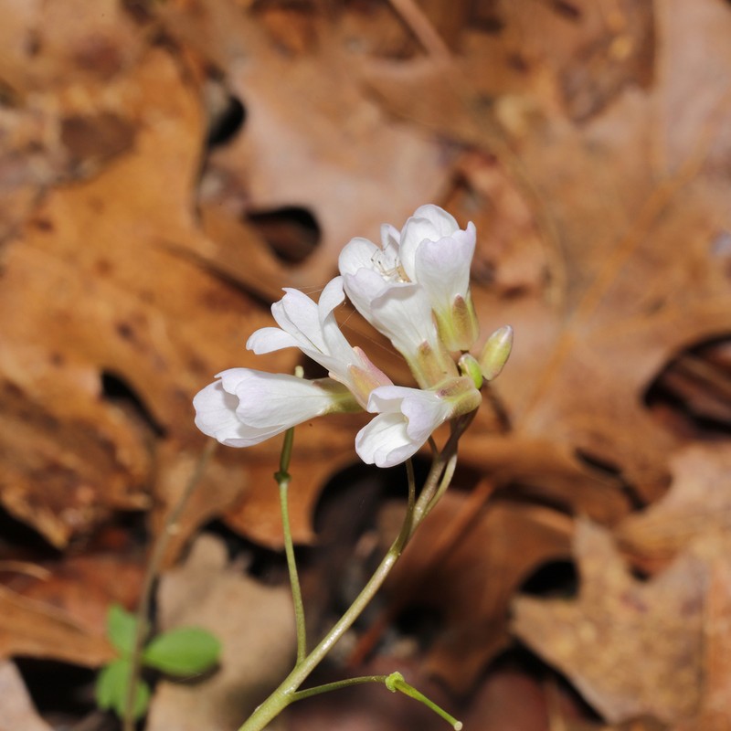 Forkleaf Toothwort photo 7