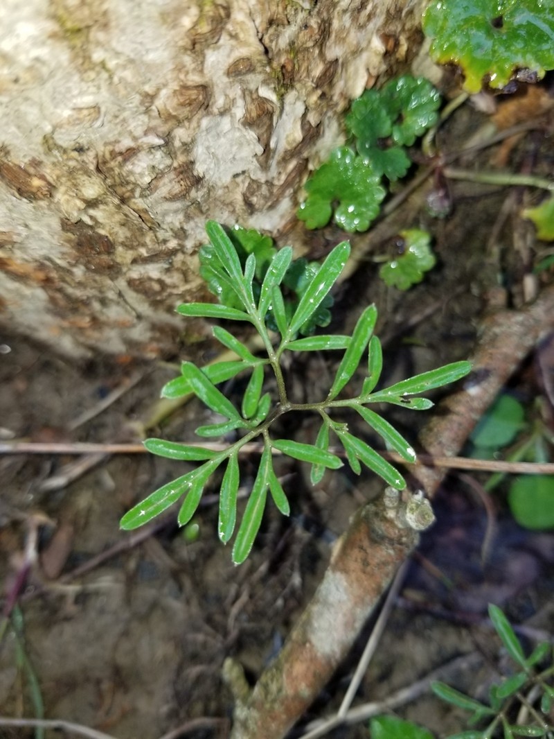 Forkleaf Toothwort photo 8