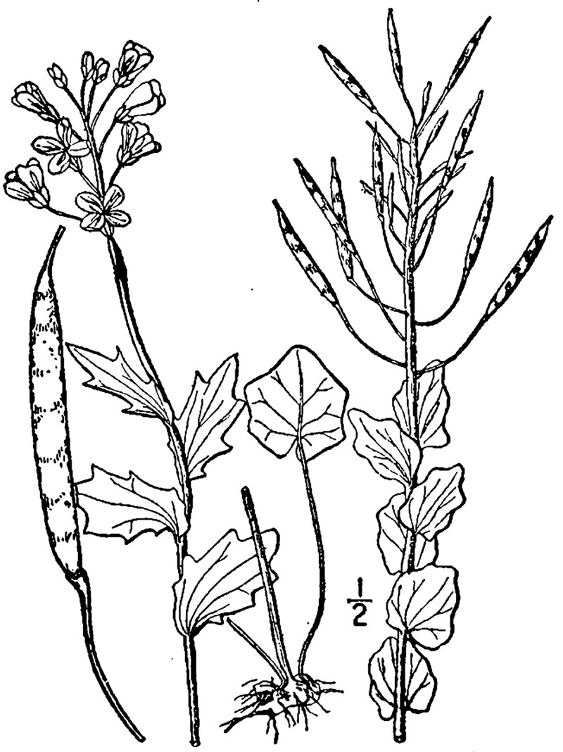 Limestone Bittercress photo 2