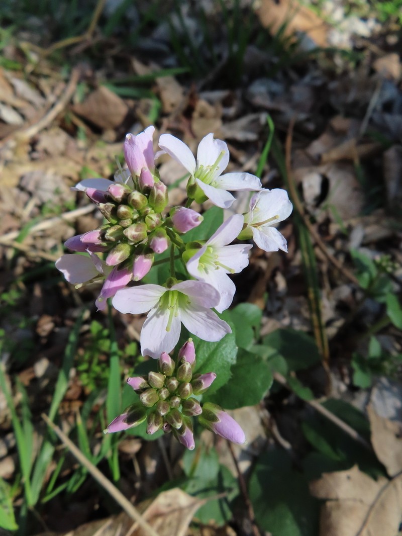 Limestone Bittercress photo 3