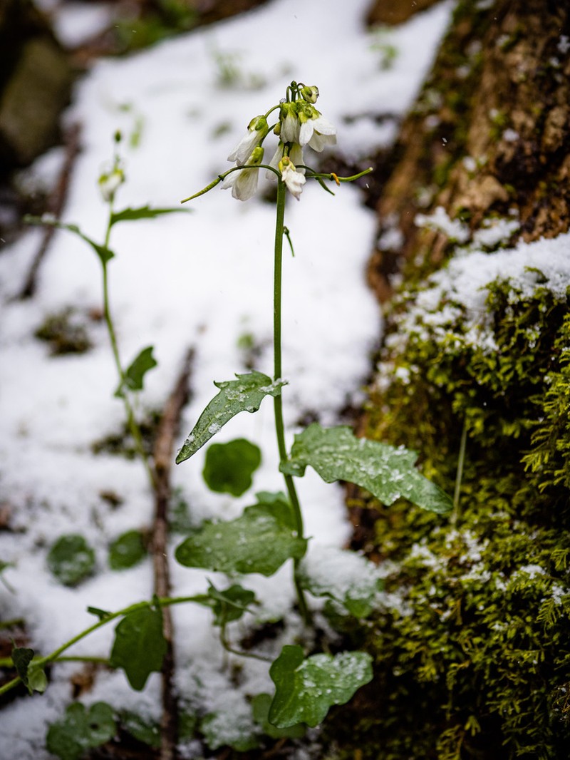 Limestone Bittercress photo 4