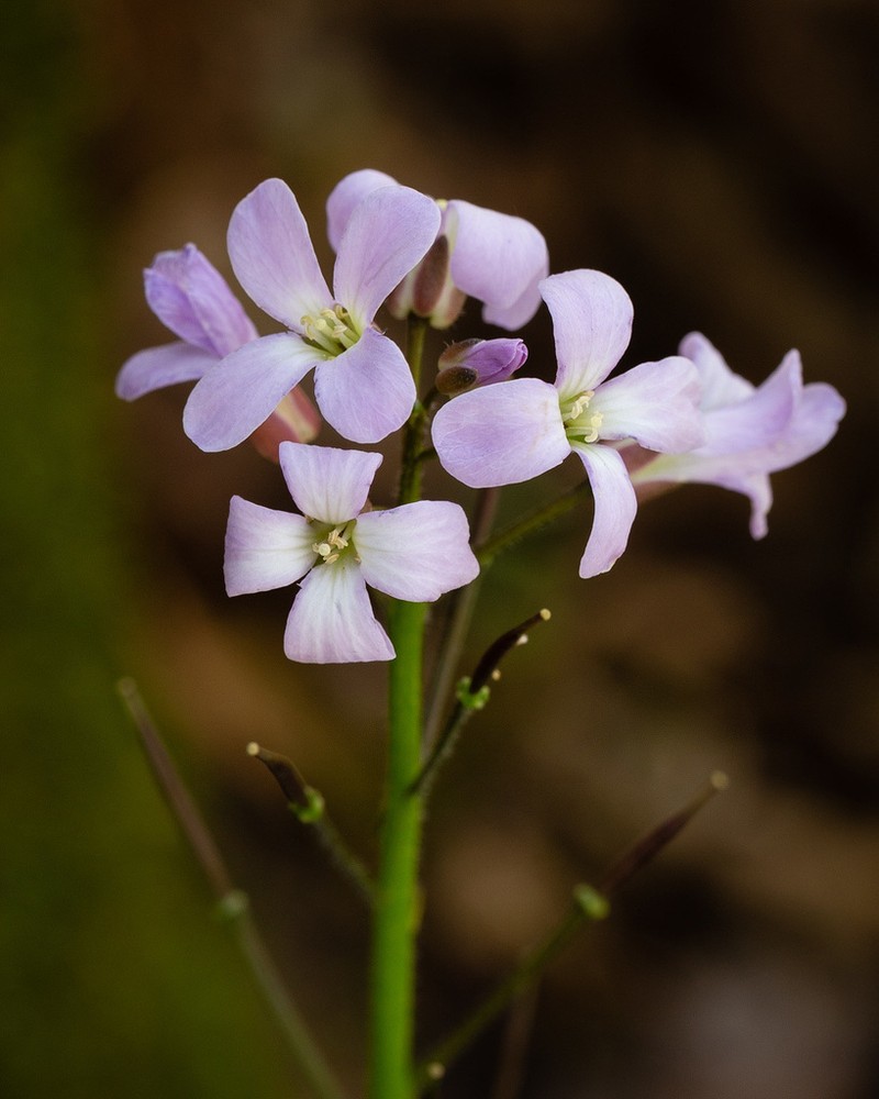Limestone Bittercress photo 5
