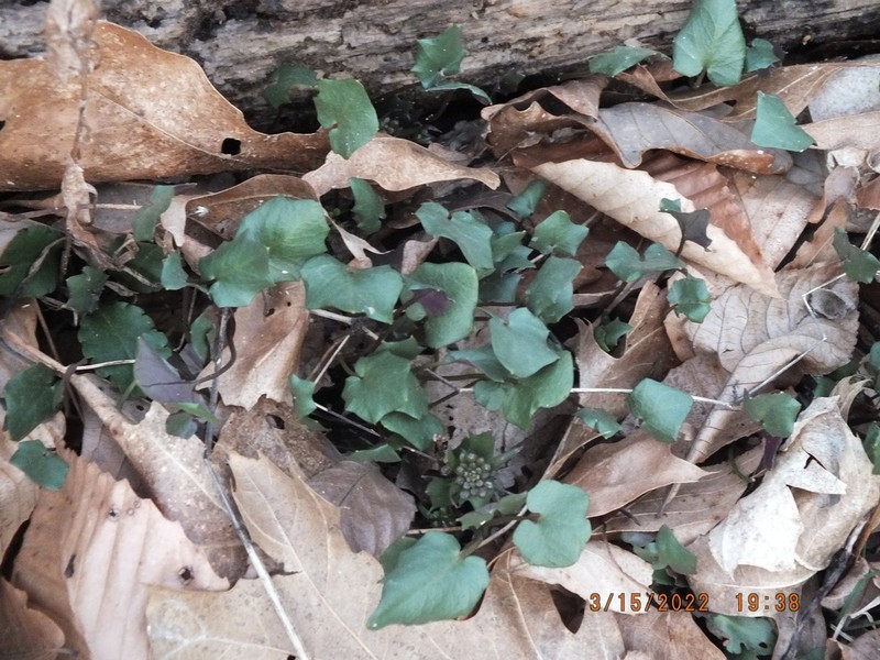 Limestone Bittercress photo 6