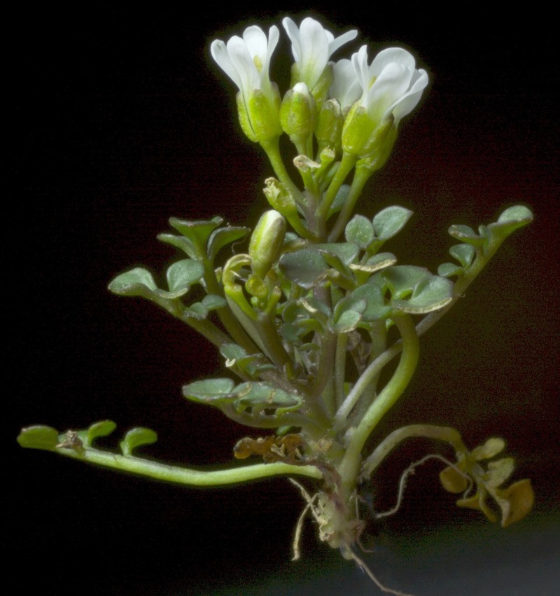 Cardamine eminentia