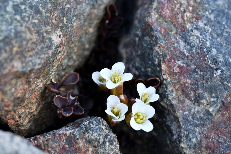 Cardamine eminentia photo 2