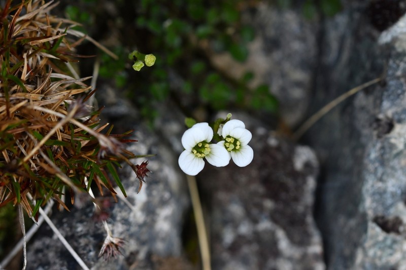 Cardamine eminentia photo 3