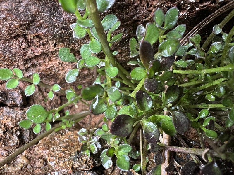 Cardamine eminentia photo 4