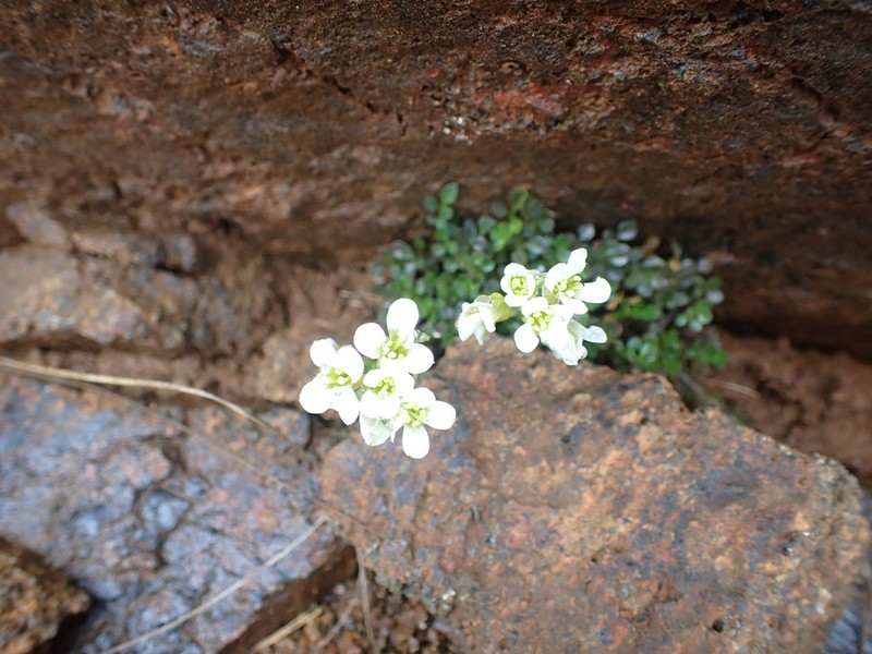 Cardamine eminentia photo 5