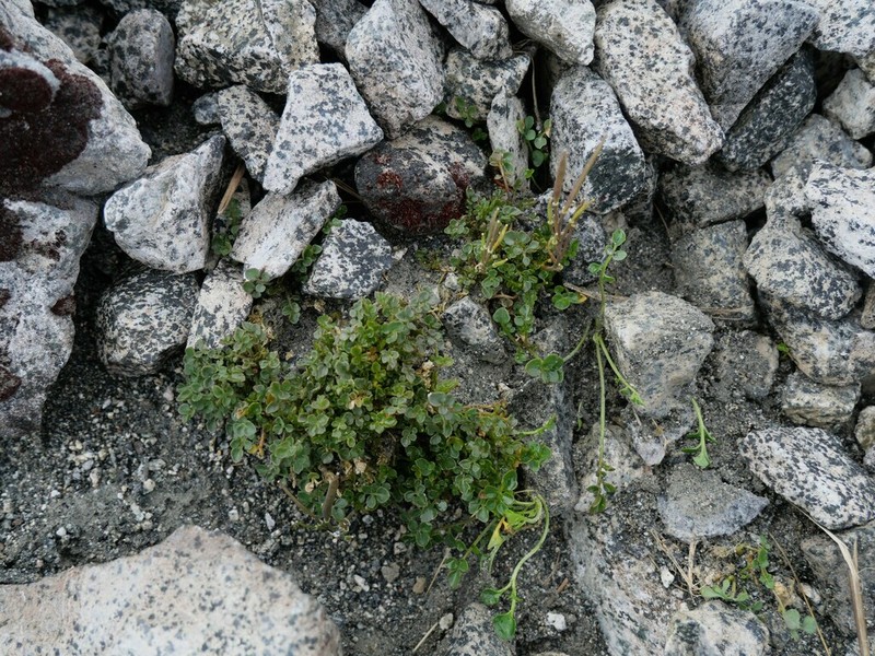 Cardamine eminentia photo 6