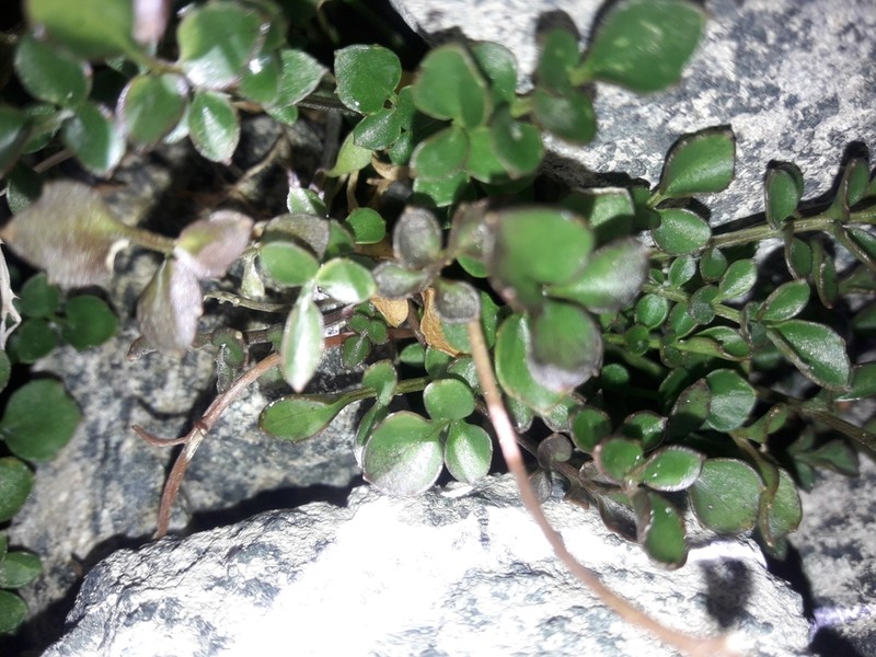 Cardamine eminentia photo 8