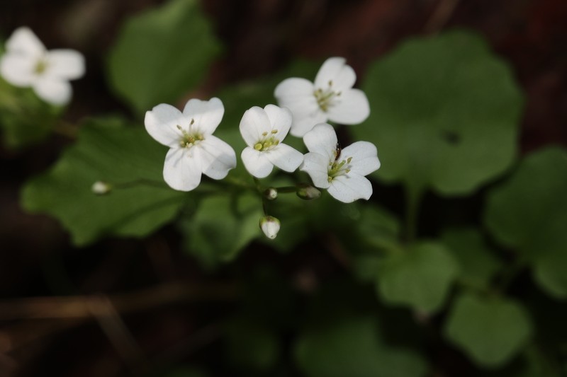 Cardamine engleriana