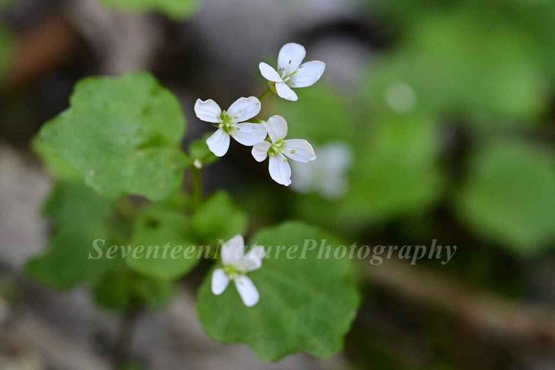 Cardamine engleriana photo 2