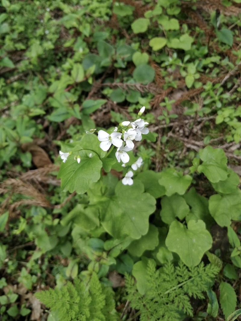 Cardamine engleriana photo 3