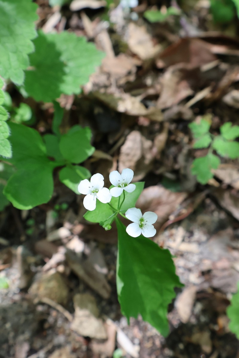 Cardamine engleriana photo 4