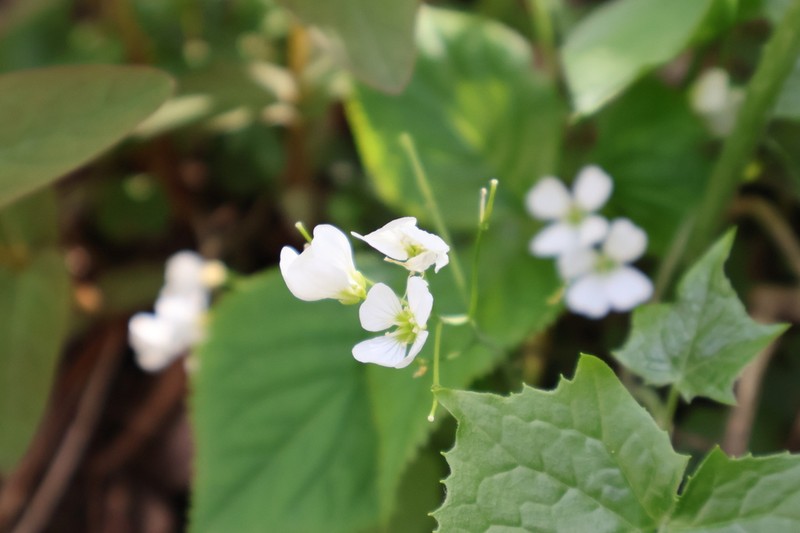 Cardamine engleriana photo 5