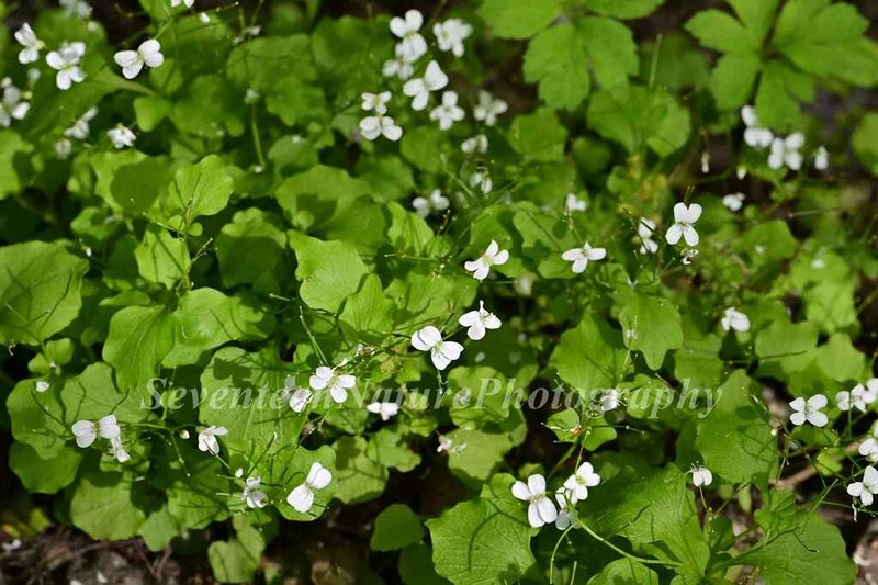 Cardamine engleriana photo 6