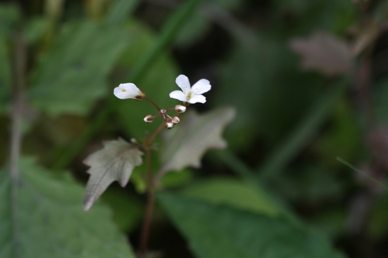 Cardamine engleriana photo 7