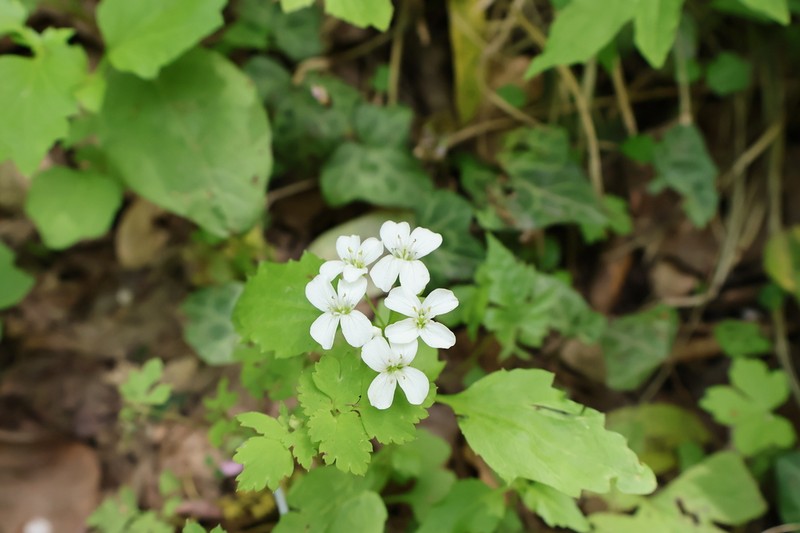 Cardamine engleriana photo 8