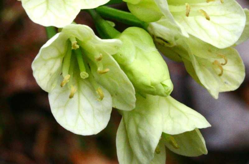 Cardamine enneaphyllos