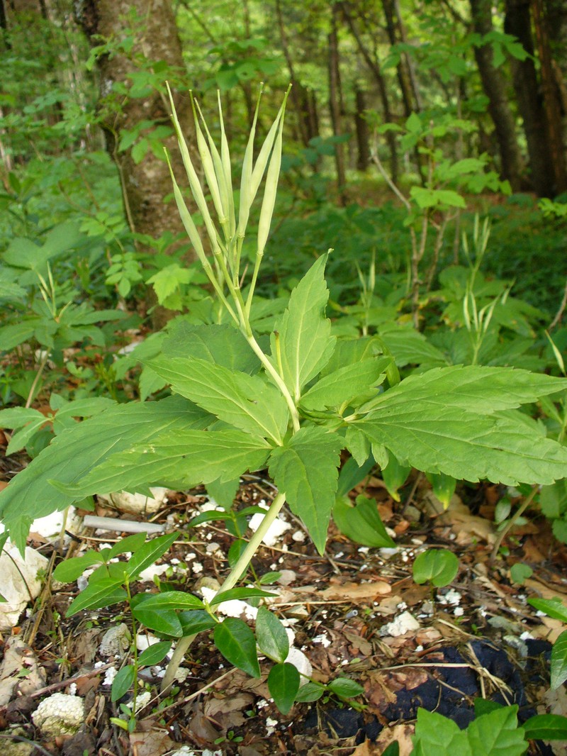Cardamine enneaphyllos photo 2