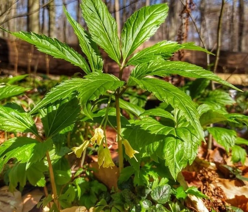 Cardamine enneaphyllos photo 3