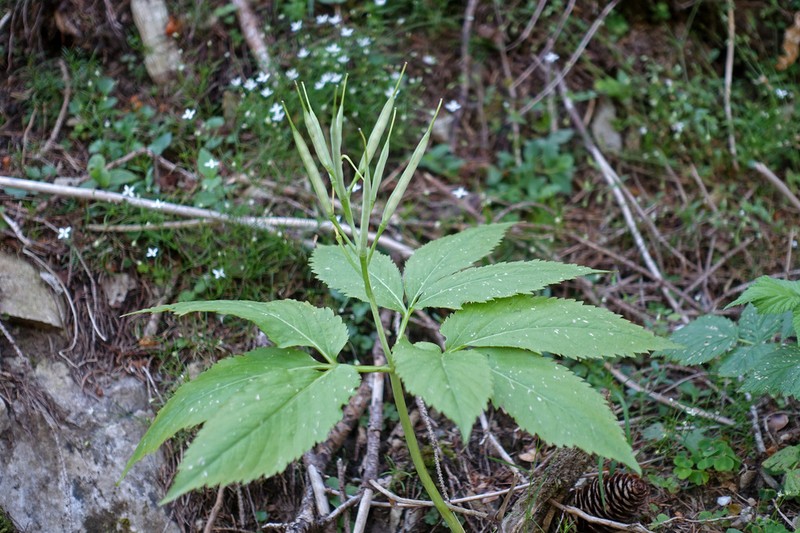 Cardamine enneaphyllos photo 4