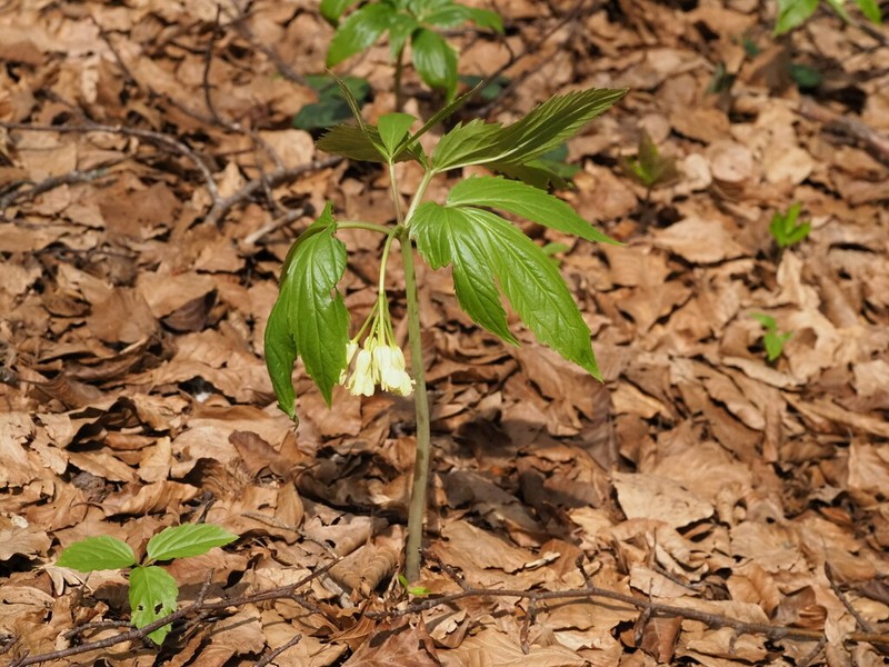 Cardamine enneaphyllos photo 5