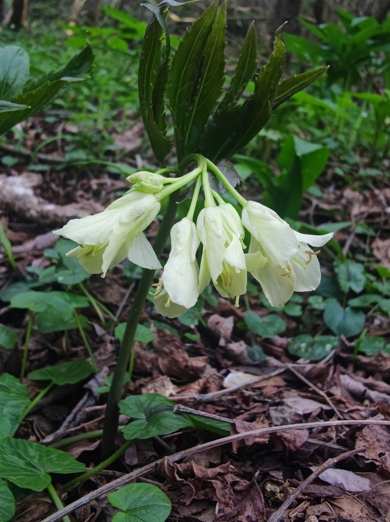 Cardamine enneaphyllos photo 6