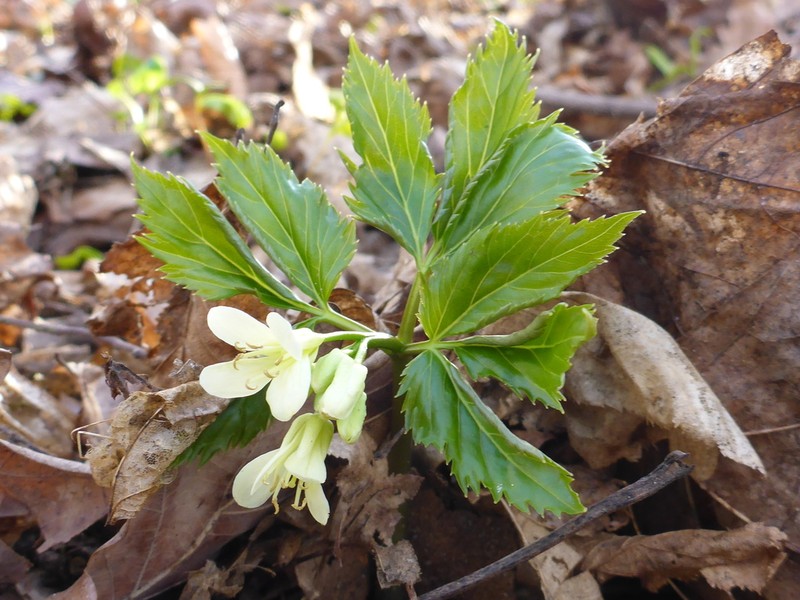 Cardamine enneaphyllos photo 7